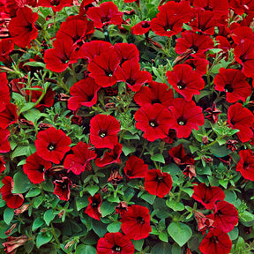 Petunia en Calibrachoa - Hangpetunia rood (x3) - Petunia