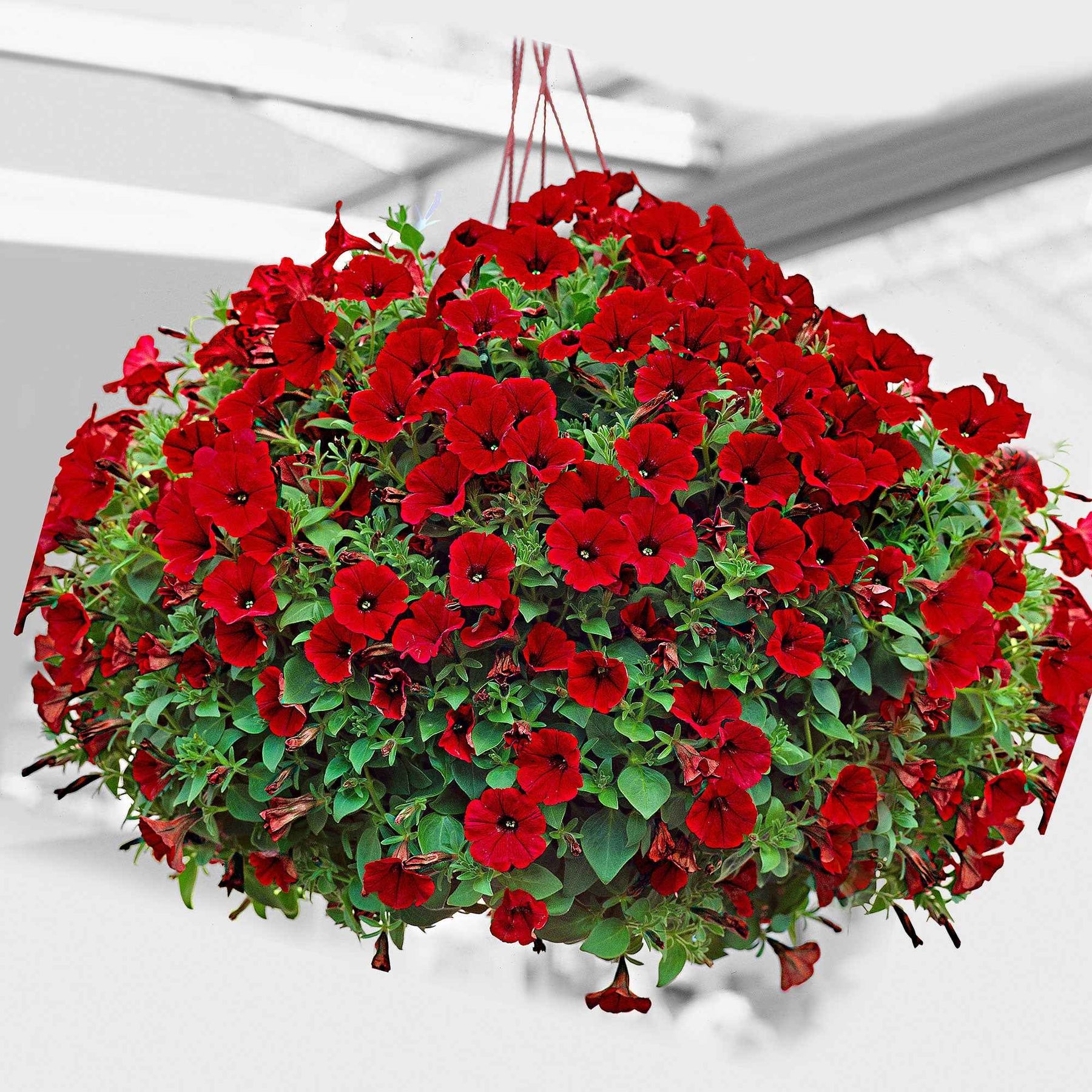 Hangpetunia rood (x3) - Willemse