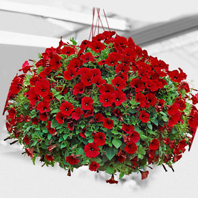 Hangpetunia rood (x3) - Willemse