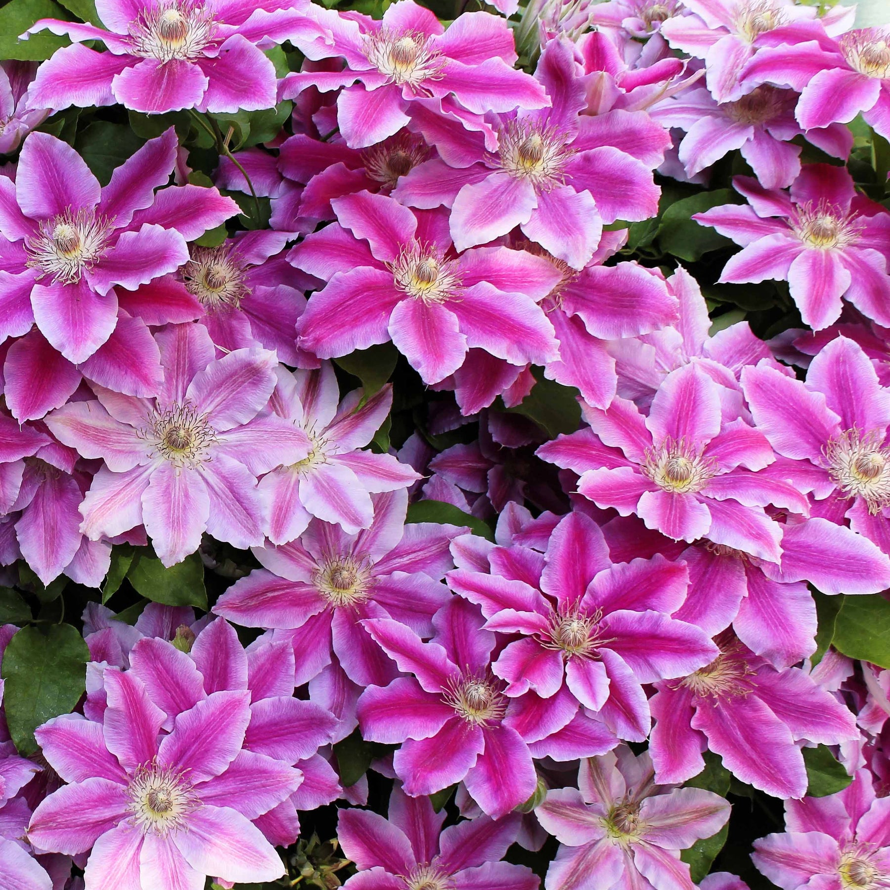 Bosrank 'Piilu' - Clematis - Willemse