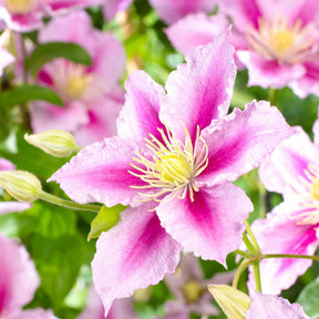 Bosrank 'Piilu' - Clematis patens Piilu - Willemse
