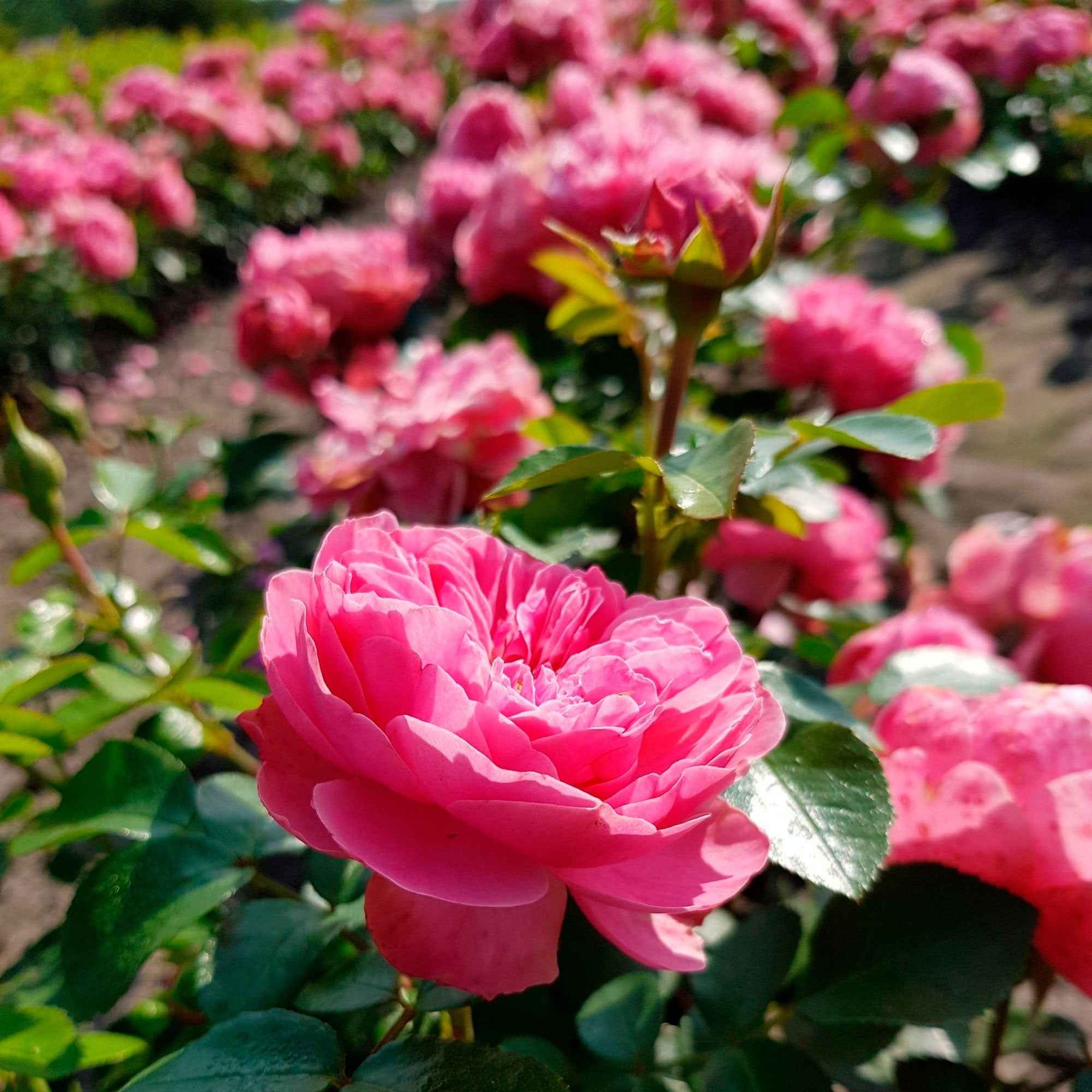 Verkoop Trosroos 'Leonardo da Vinci' - Rosa floribunda Leonardo Da Vinci ® Meideauri