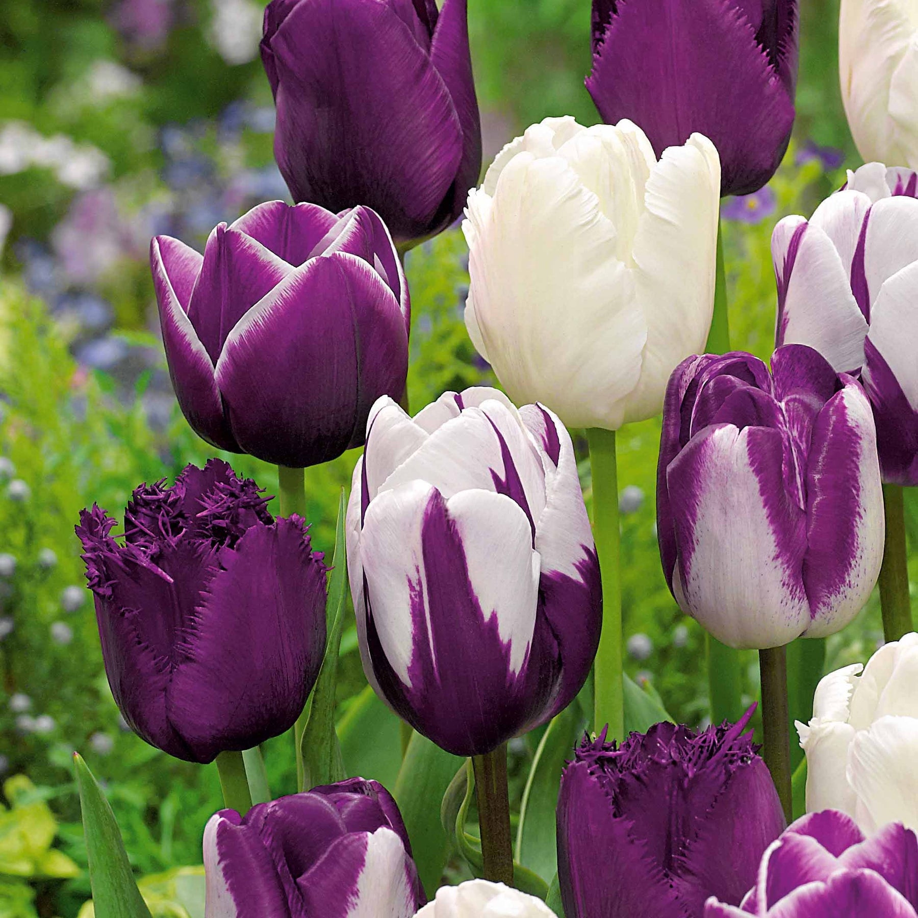 Tulp Mix (x10) - Tulipa - Willemse