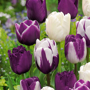 Tulp Mix (x10) - Tulipa - Willemse