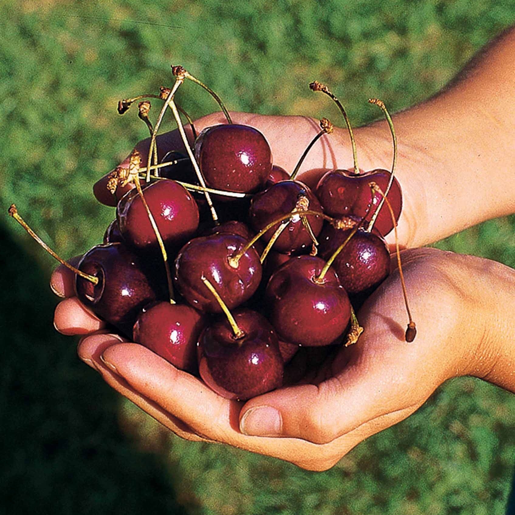 Kersenboom 'Kordia' - Prunus avium kordia - Fruitbomen