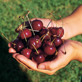 Kersenboom 'Kordia' - Prunus avium kordia - Fruitbomen