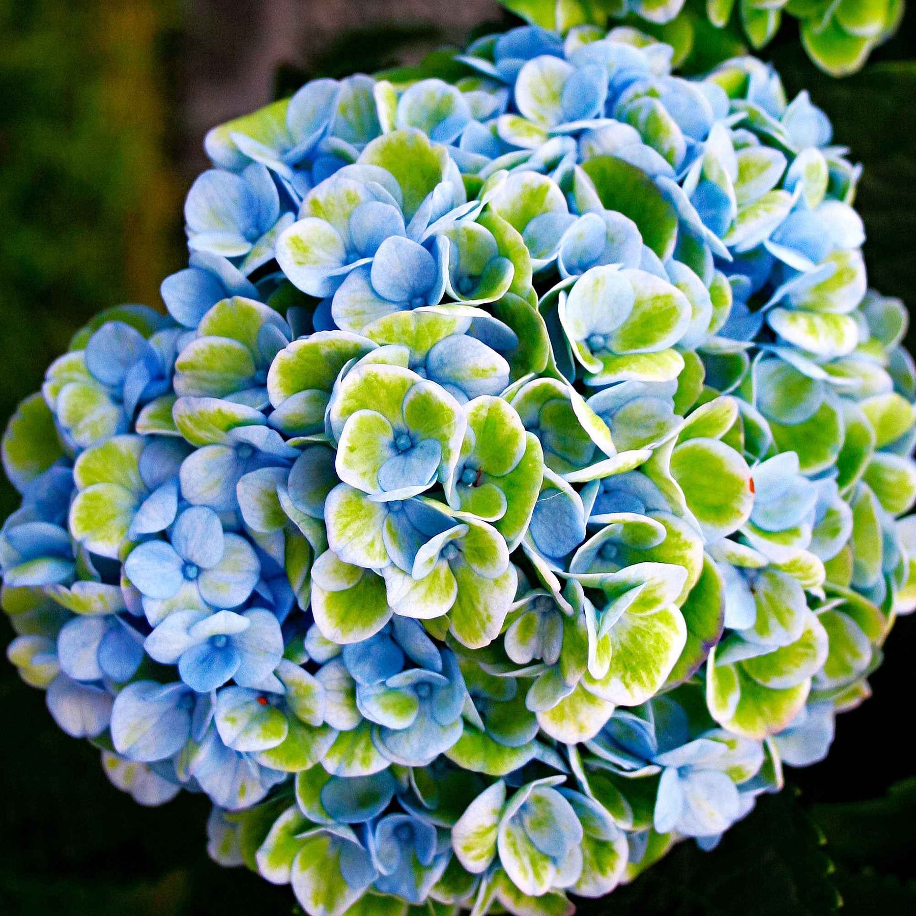 Boerenhortensia 'Revolution Blue' - Hydrangea macrophylla 'revolution blue' - Tuinplanten