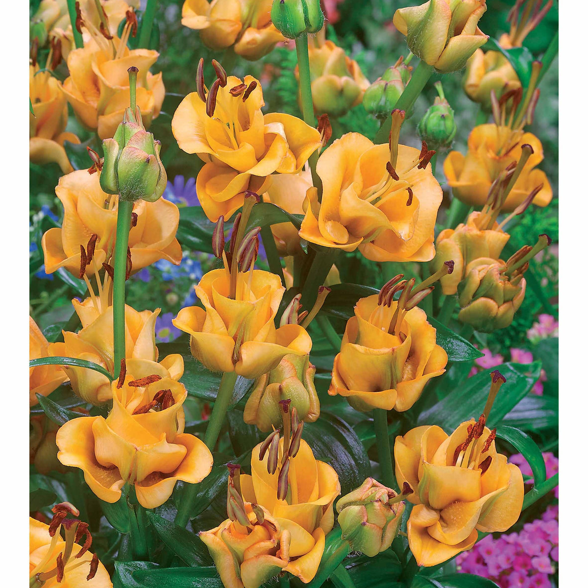 Dubbelbloemige Lelie 'Apricot Fudge' (x3) - Lilium apricot fudge - Willemse