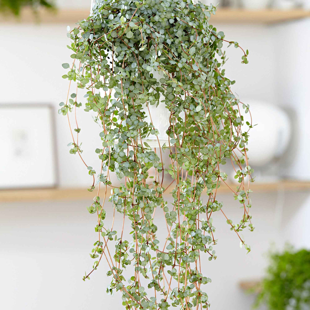 Kanonplantje - Willemse