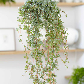 Kanonplantje - Willemse