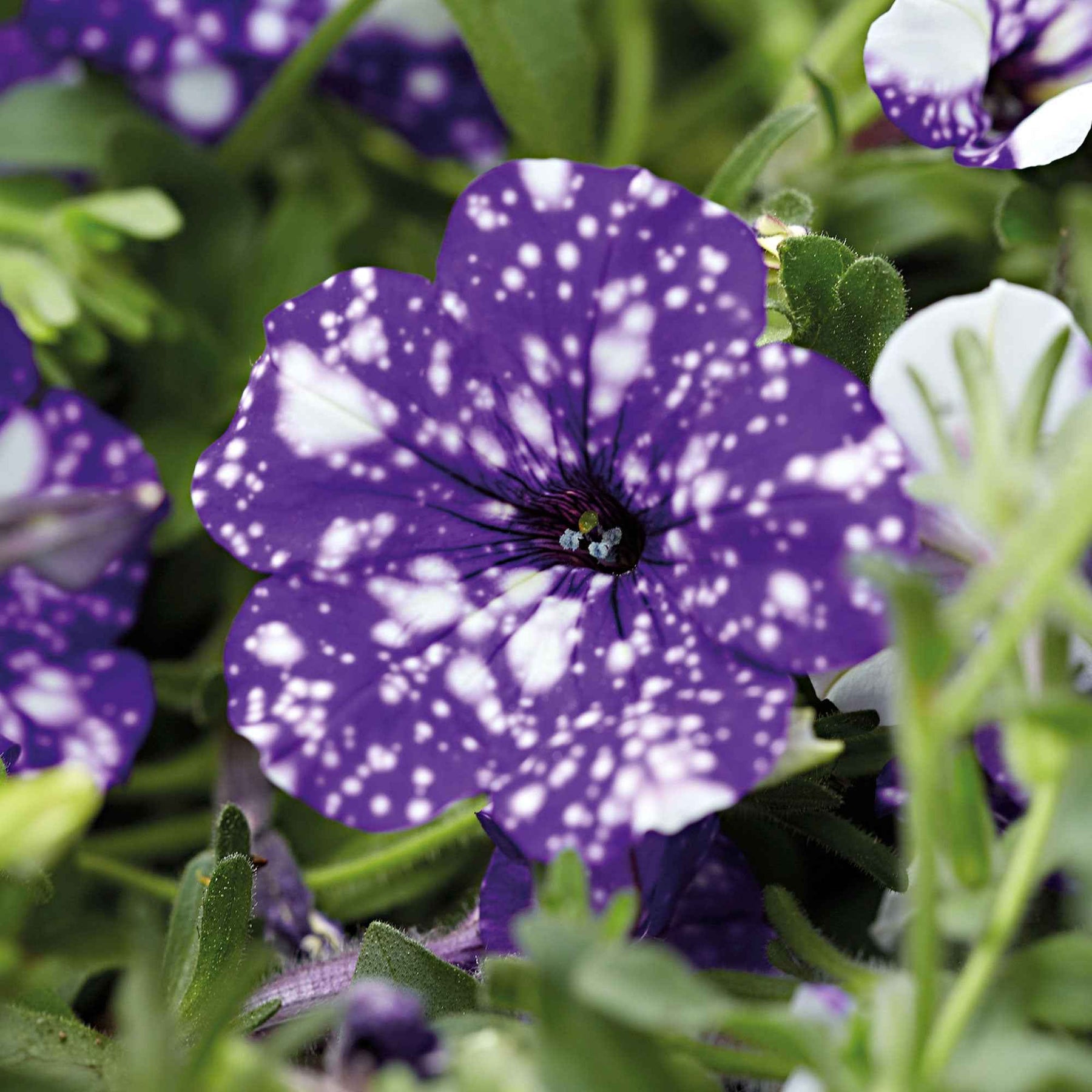 Petunia 'Night Sky'® (x3) - Willemse