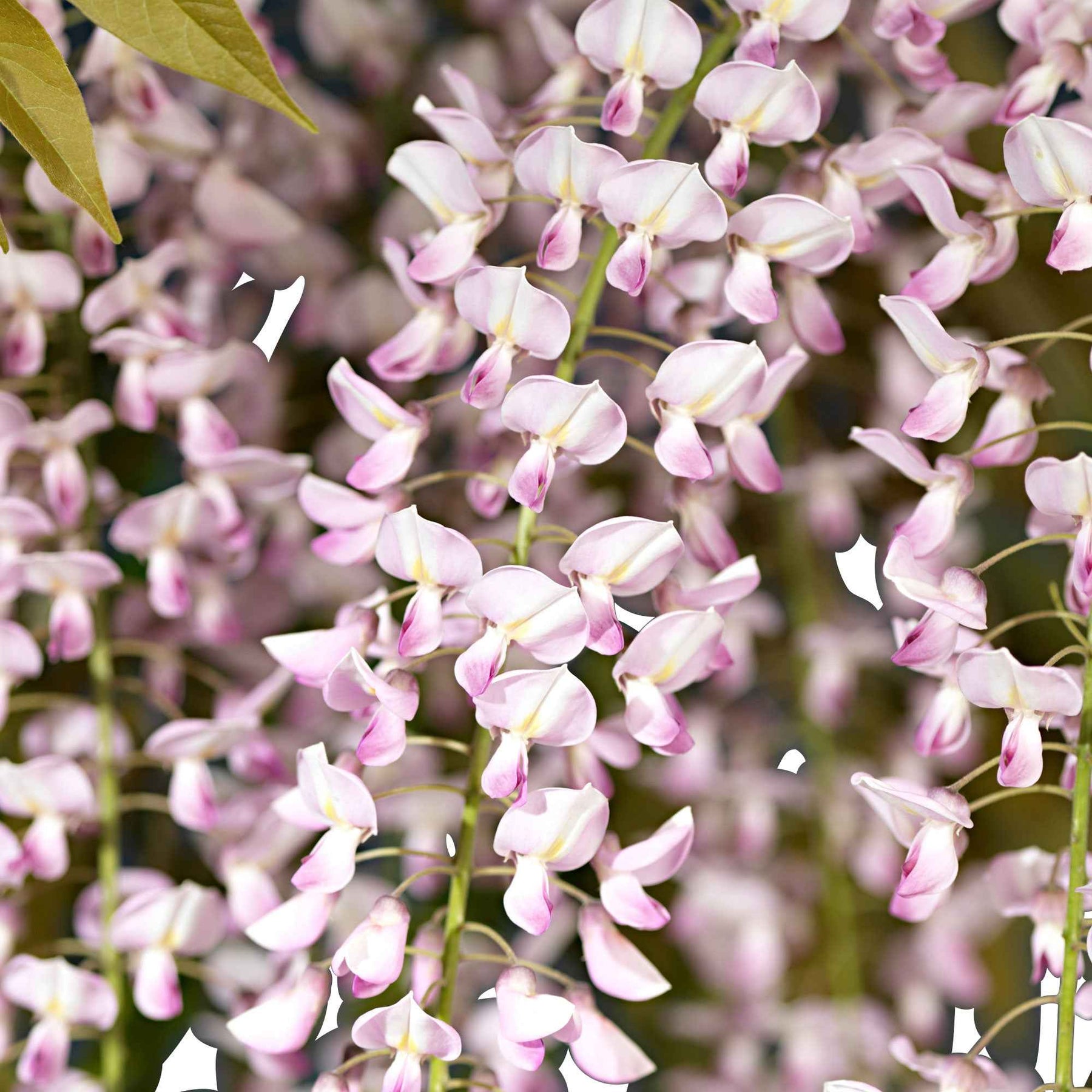 Blauwe regen 'Rosea' - Wisteria sinensis Rosea - Willemse