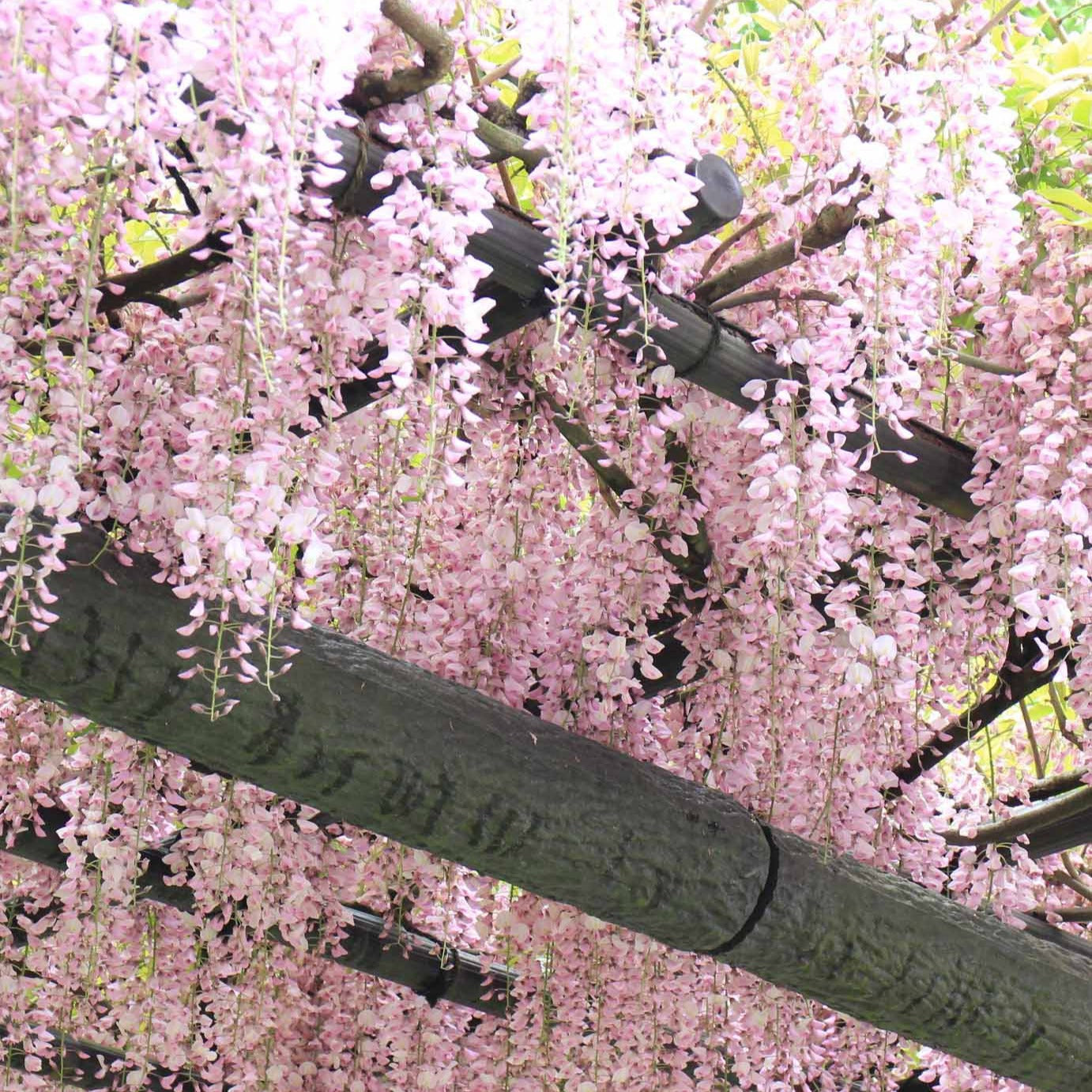 Wisteria sinensis Rosea - Blauwe regen 'Rosea' - Wisteria