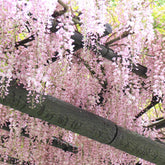 Wisteria sinensis Rosea - Blauwe regen 'Rosea' - Wisteria