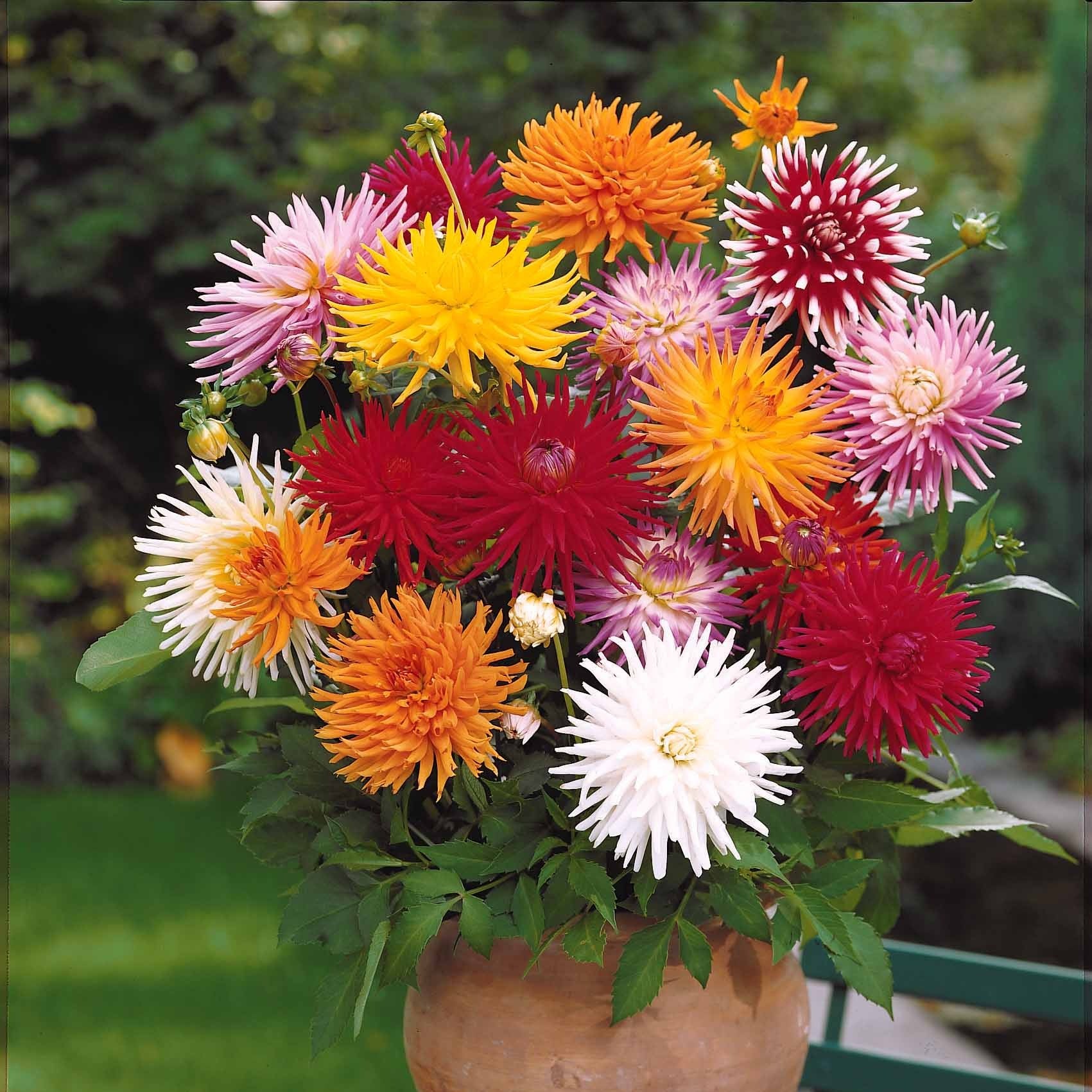 Dahlia Mix 'Cactus' (x10) - Dahlia cactus - Willemse