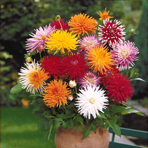Dahlia Mix 'Cactus' (x10) - Dahlia cactus - Willemse