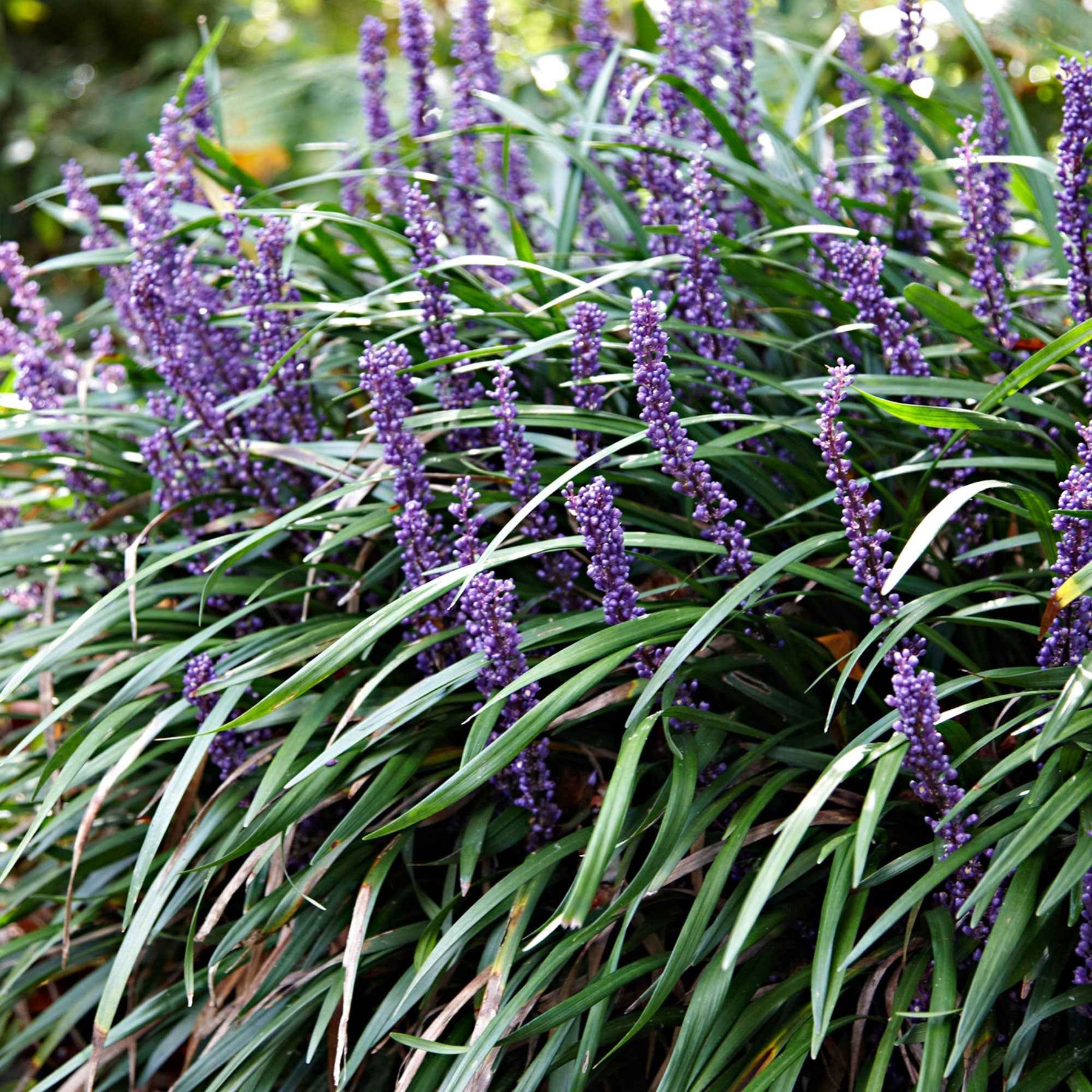 Leliegras 'Ingwersen' - Liriope muscari ingwersen - Siergrassen