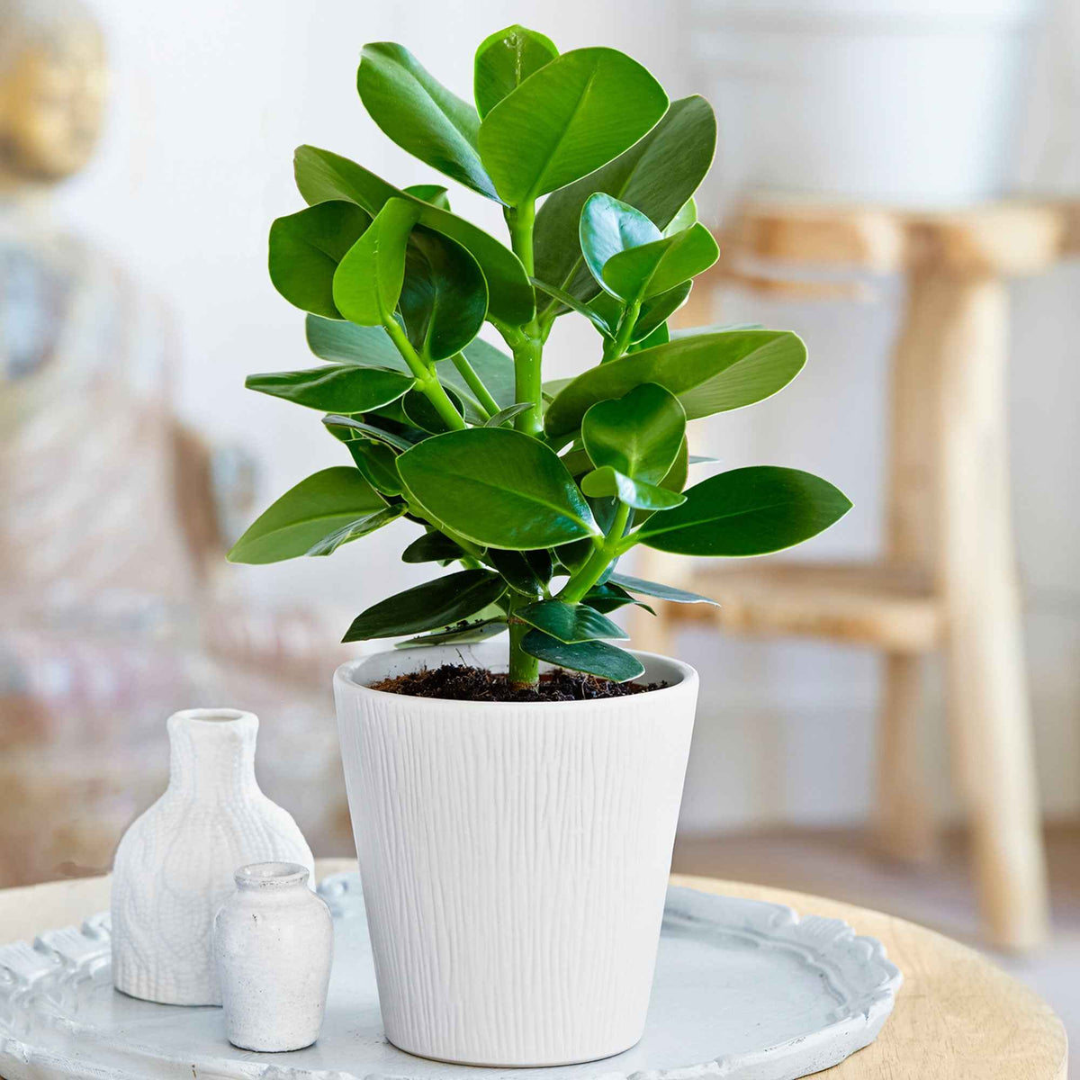 Clusia 'Princess' - Willemse