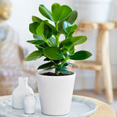 Clusia 'Princess' - Willemse