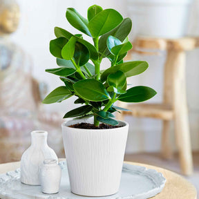 Clusia 'Princess' - Willemse