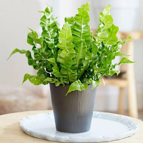 Vogelnestvaren 'Crispy Wave' - Willemse