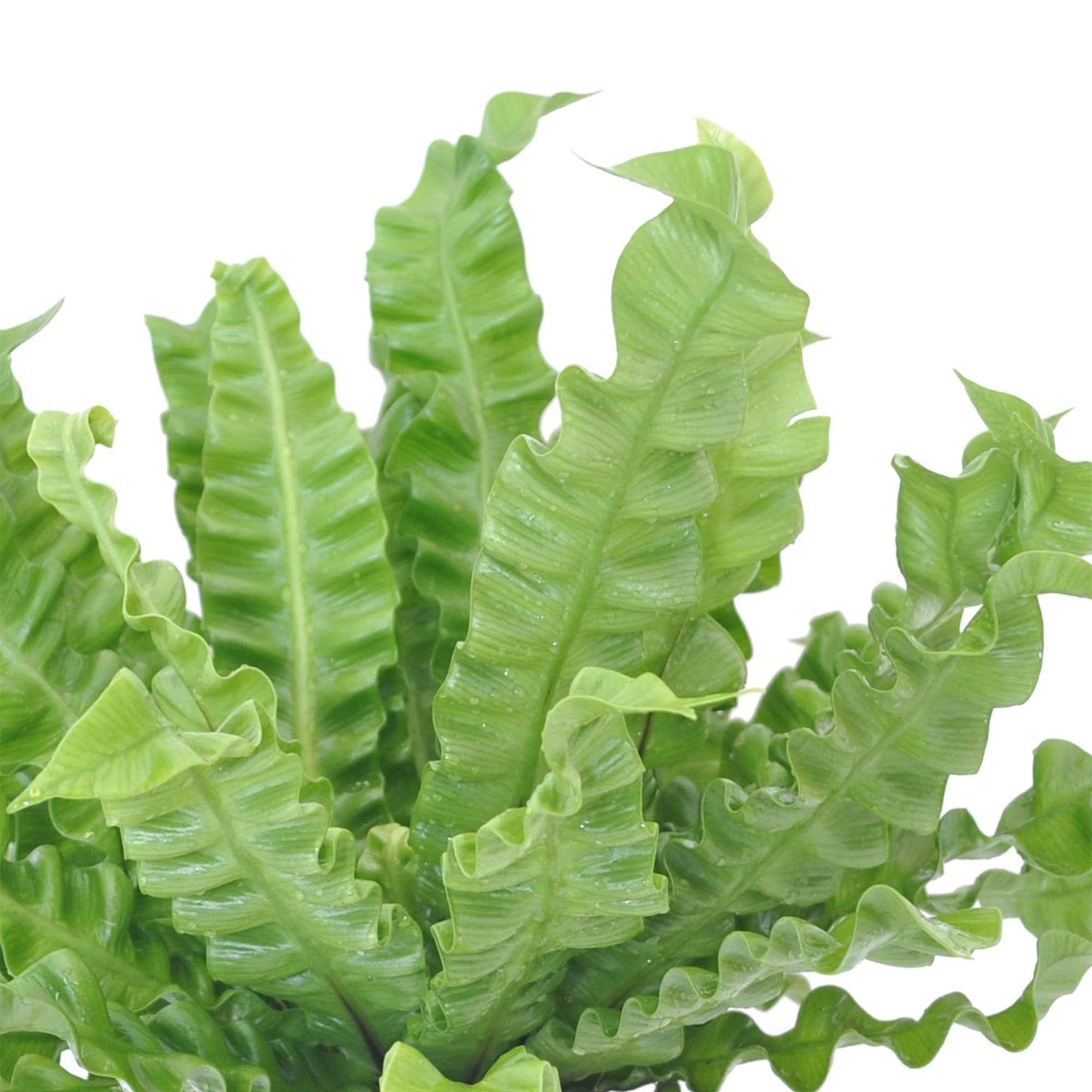 Groene kamerplanten voor interieur - Vogelnestvaren 'Crispy Wave' - Asplenium nidus crispy wave