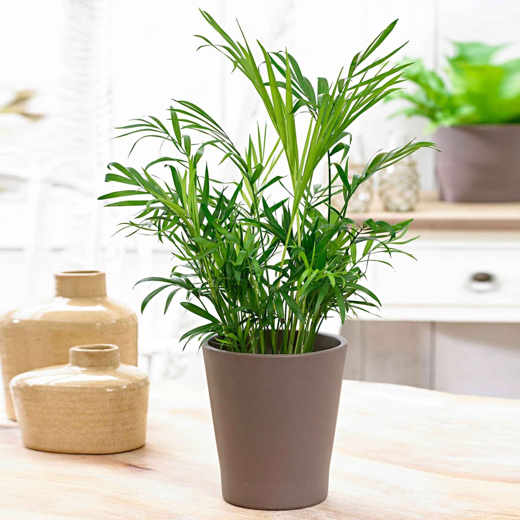 Mexicaanse dwergpalm - Chamaedorea elegans - Willemse