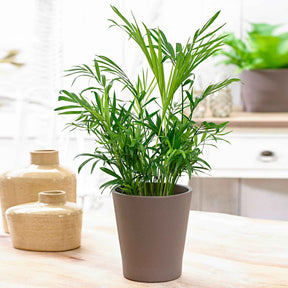 Mexicaanse dwergpalm - Chamaedorea elegans - Willemse