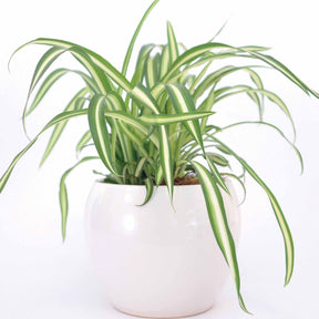 Graslelie 'Atlantic' - Chlorophytum comosum atlantic