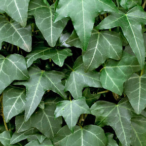 Hedera helix - Klimop Hedera helix - Klimop - Hedera