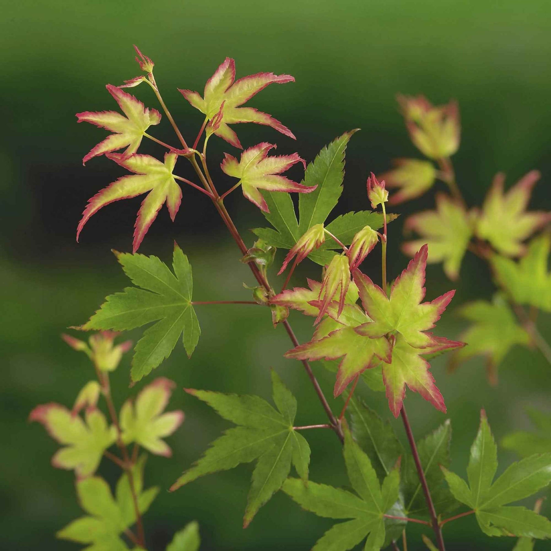 Acer palmatum little princess - Japanse esdoorn 'Little Princess' - Japanse esdoorn
