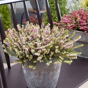 Winterheide 'Darley Dale' - Erica darleyensis Darley Dale - Willemse