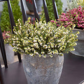 Winterheide 'White Perfection' - Willemse