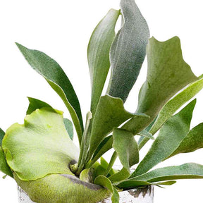 Hertshoornvaren Platycerium bifurcatum  - Hangplant - Platycerium bifurcatum - Willemse