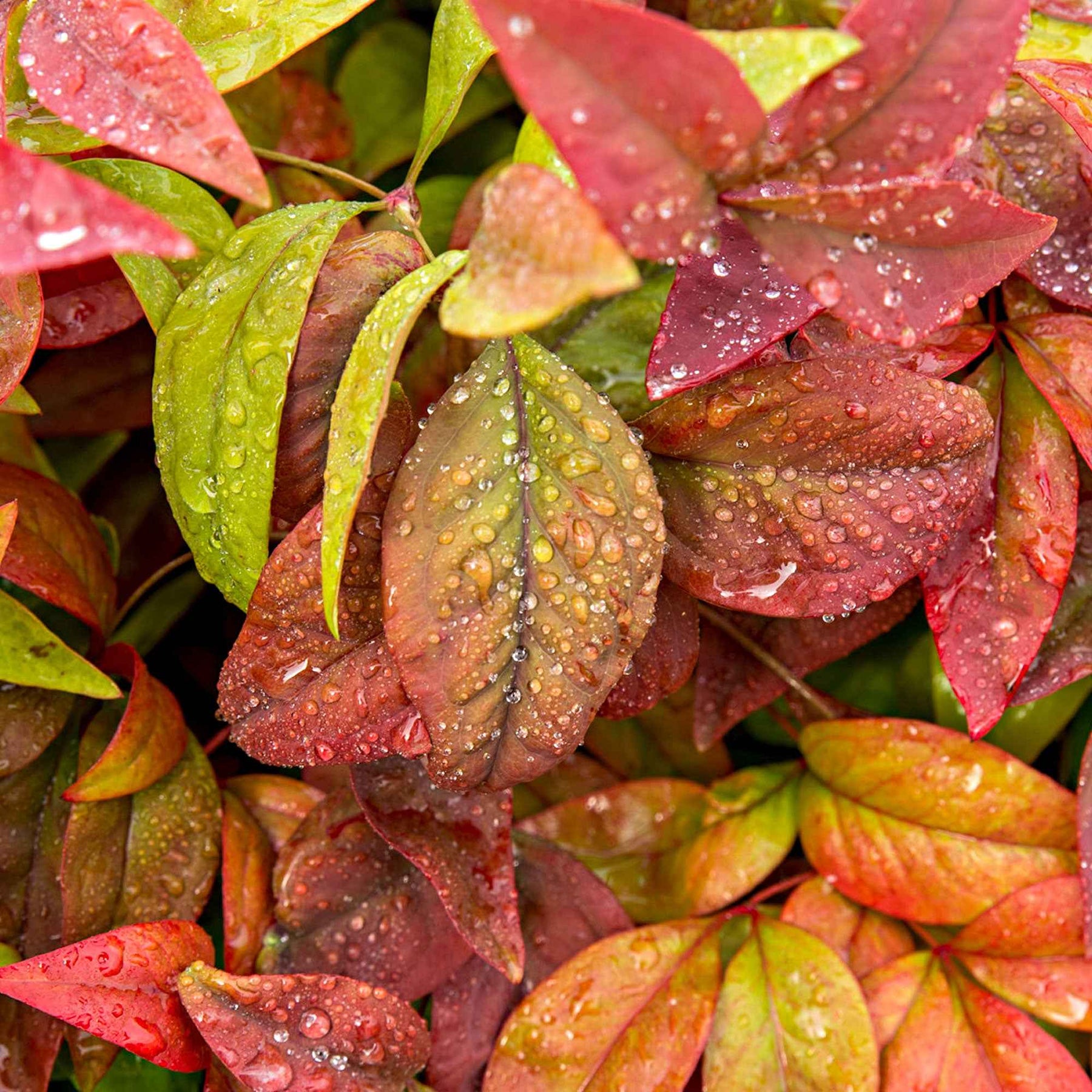 Hemelse bamboe 'Blush Pink' - Nandina domestica Aka Blush Pink - Willemse