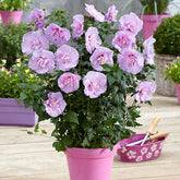 Tuinhibiscus 'Lavender Chiffon' - Willemse