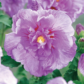 Tuinhibiscus 'Lavender Chiffon' - Hibiscus syriacus Lavender Chiffon - Willemse