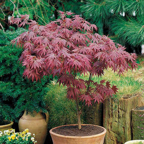 Japanse esdoorn - Japanse esdoorn 'Atropurpureum' - Acer palmatum Atropurpureum