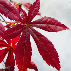 Verkoop Japanse esdoorn 'Atropurpureum'