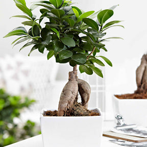 Ficus 'Ginseng' - Willemse