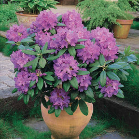 Rhododendron 'Winterhard' - Rhododendron catawbiense grandiflorum - Willemse