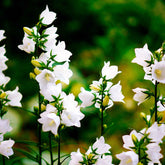 Campanula carpatica alba - Karpatenklokje 'Alba' - Klokjesbloem