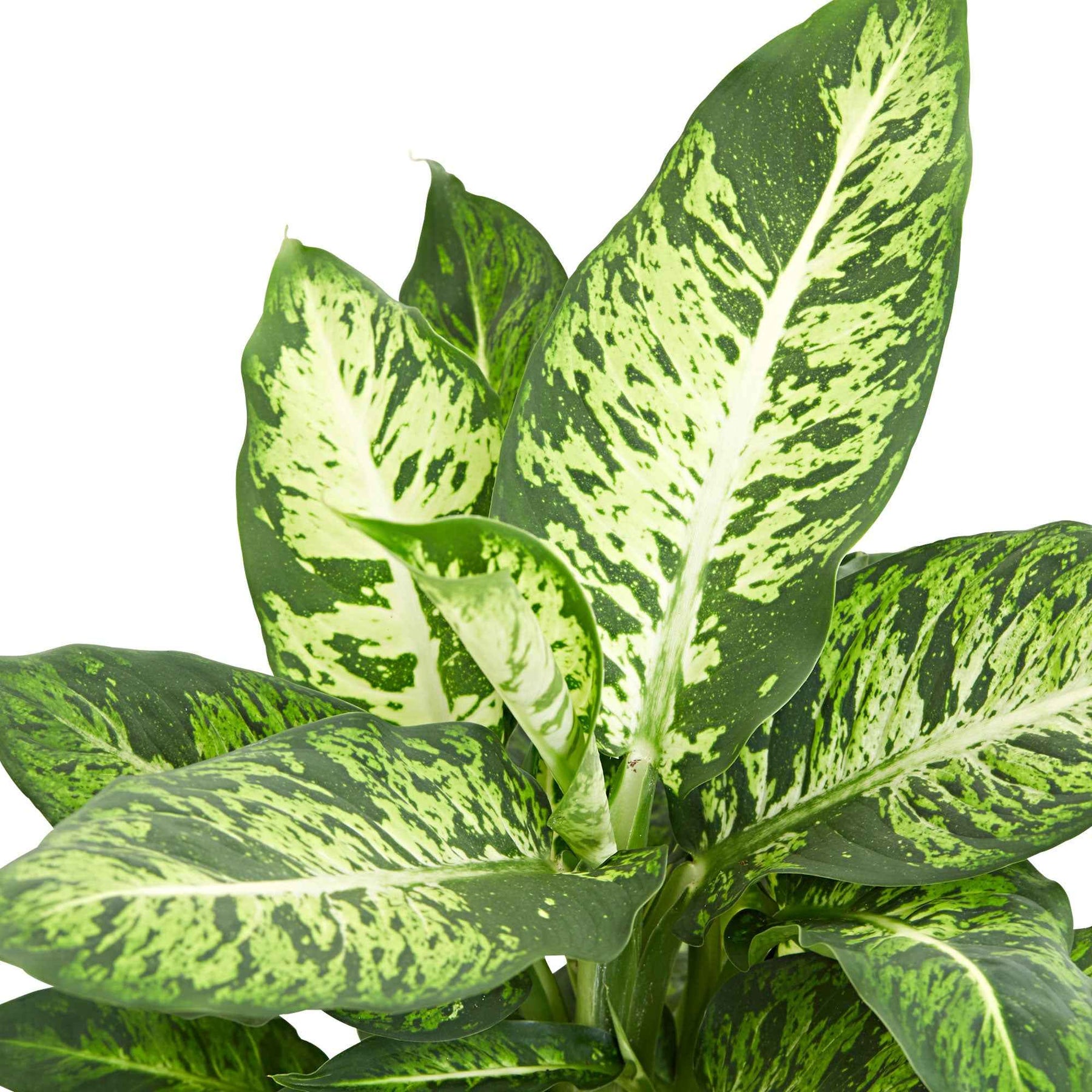 Dief van Bagdad 'Sublime' - Dieffenbachia sublime - Willemse