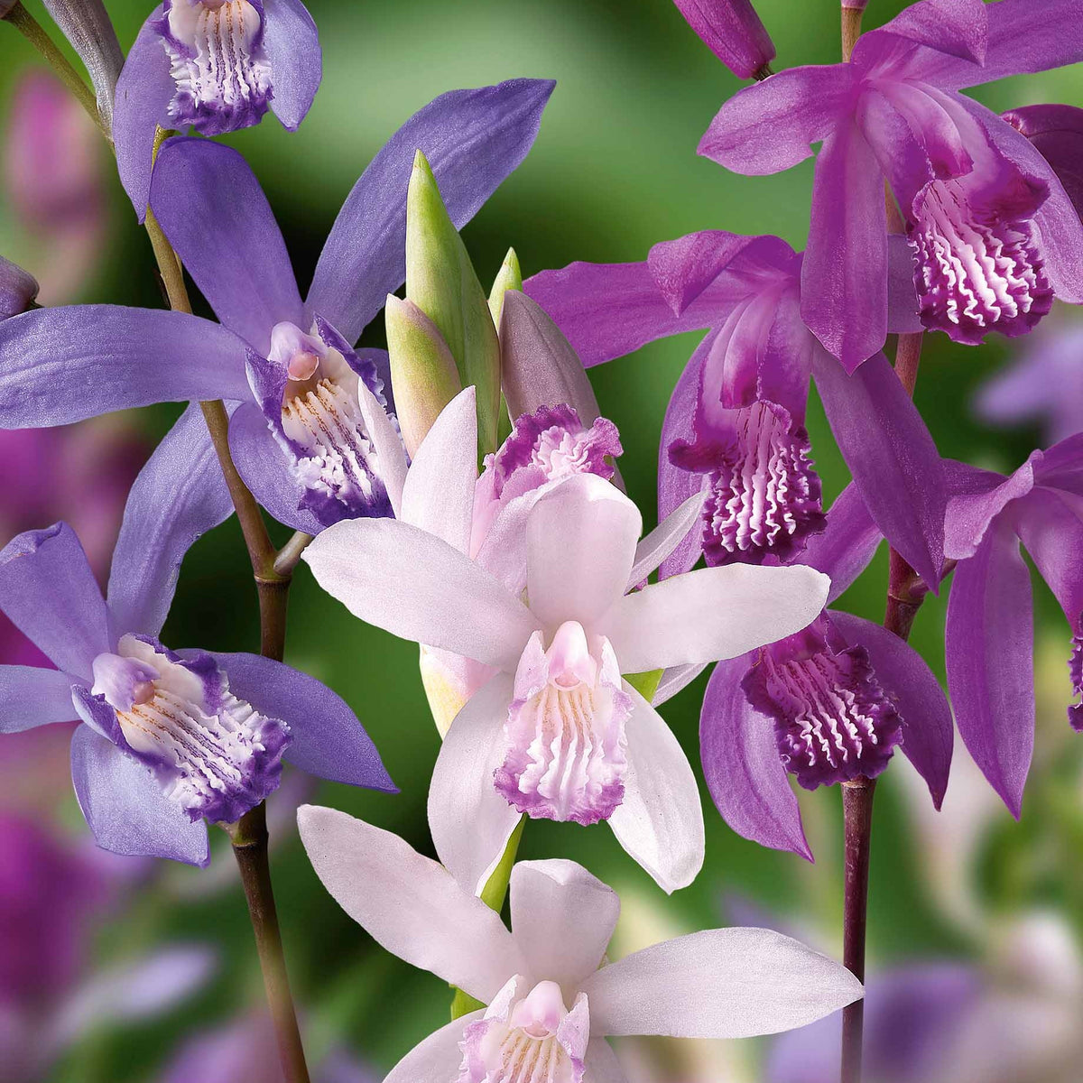 Aardochidee (x3) - Bletilla kuchibeni, blue dragon, striata