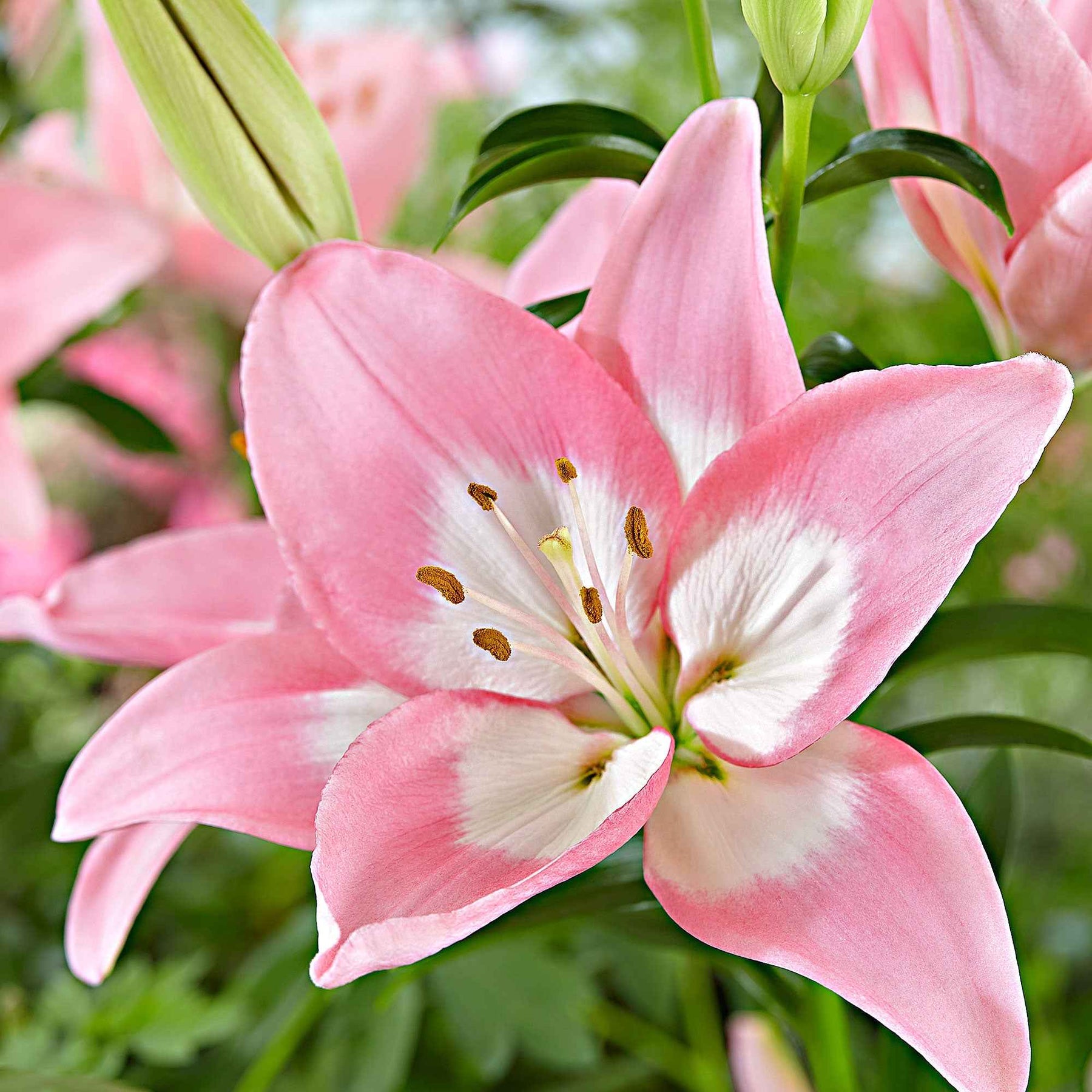 Asiatische lelie 'Levi' - Willemse