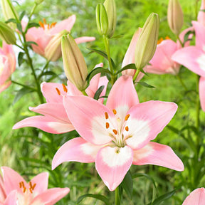 Asiatische lelie 'Levi' - Lilium 'levi' - Willemse