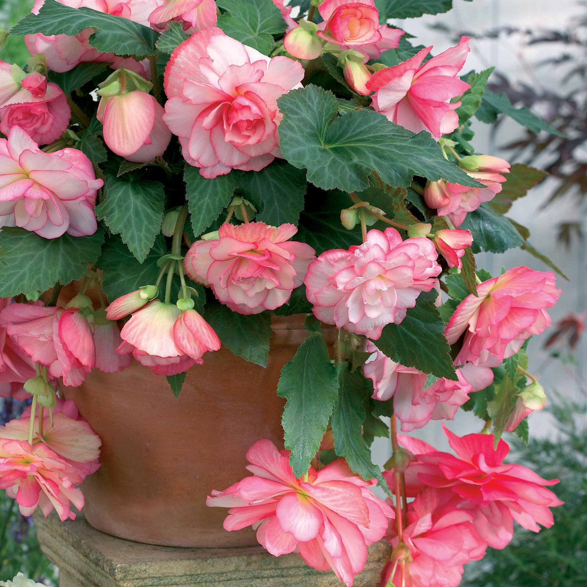 Begonia 'Cascade Florence' (x3) - Begonia - Willemse
