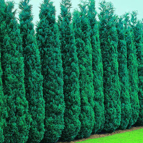 Verkoop Schijncipres - Chamaecyparis lawsoniana Columnaris