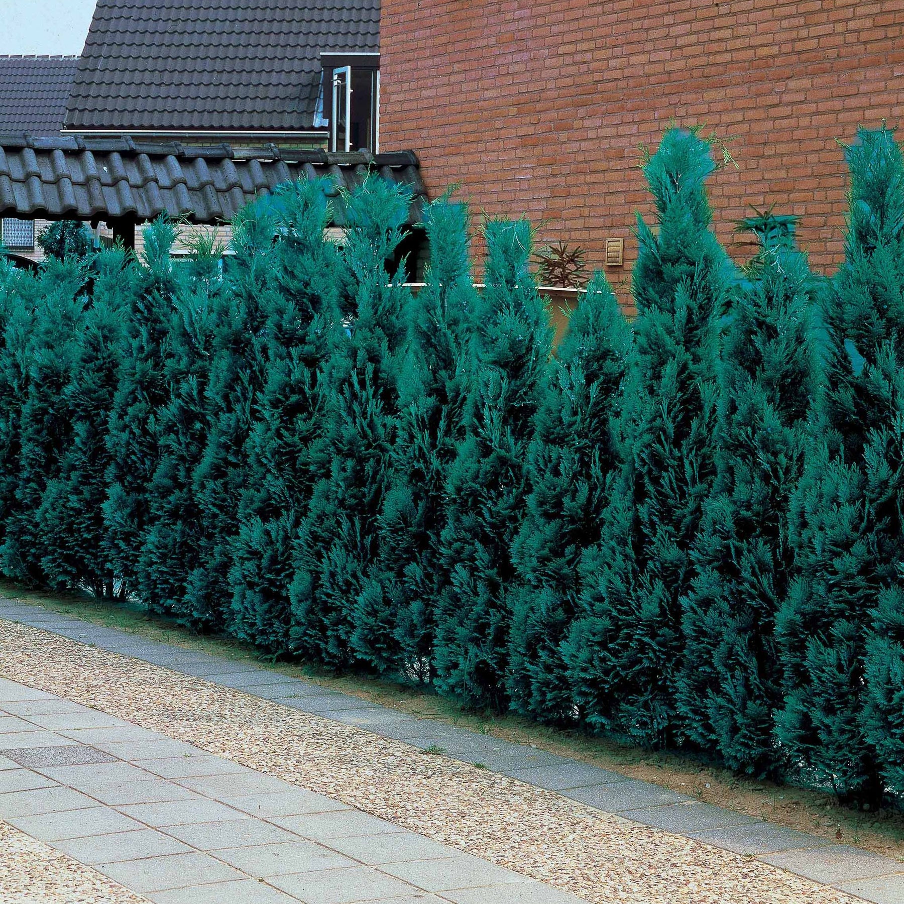 Blauwe haagconifeer 'Columnaris' - Chamaecyparis lawsonia columnaris - Hagen