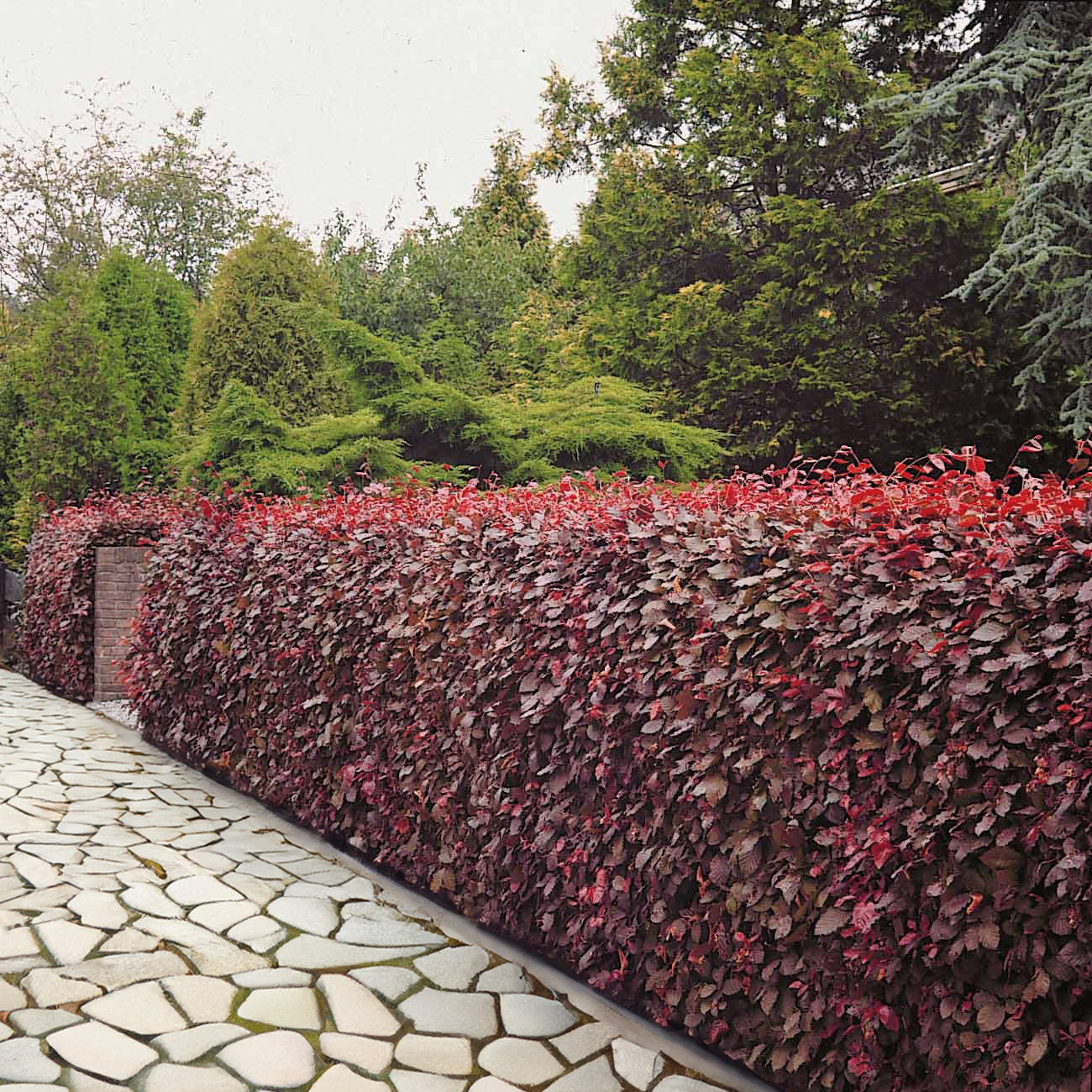 Rode beuk - Willemse